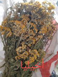 عشبة أخيليا