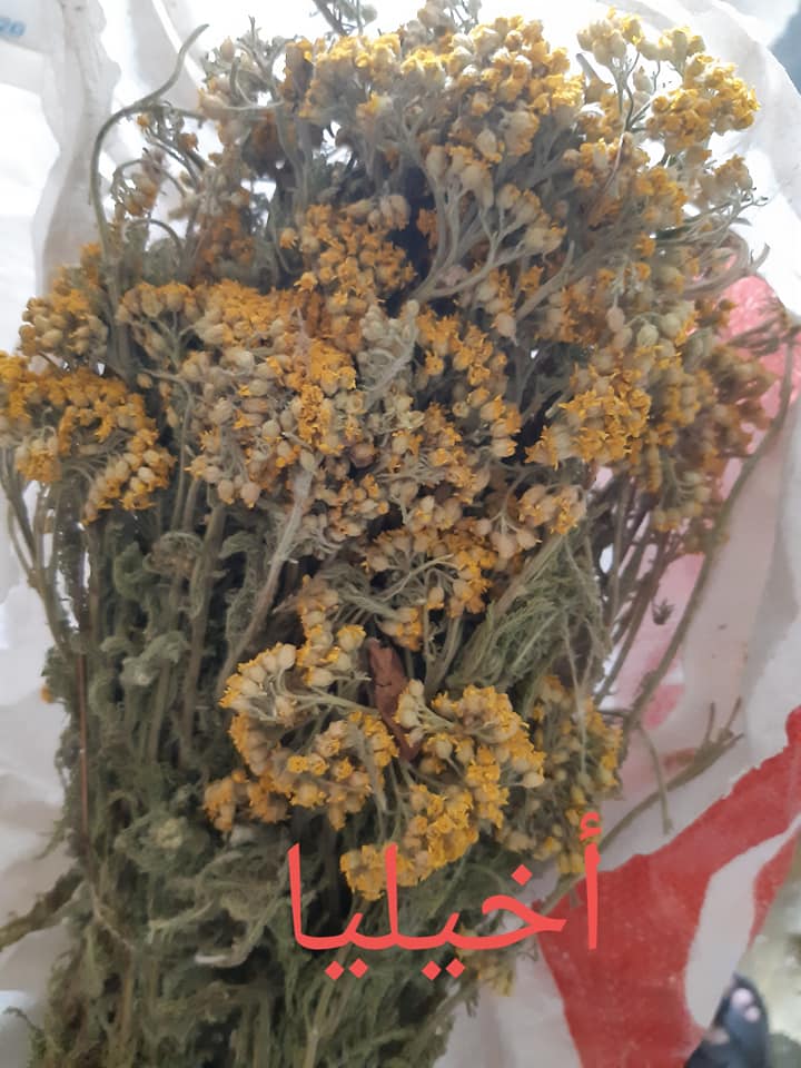 عشبة أخيليا